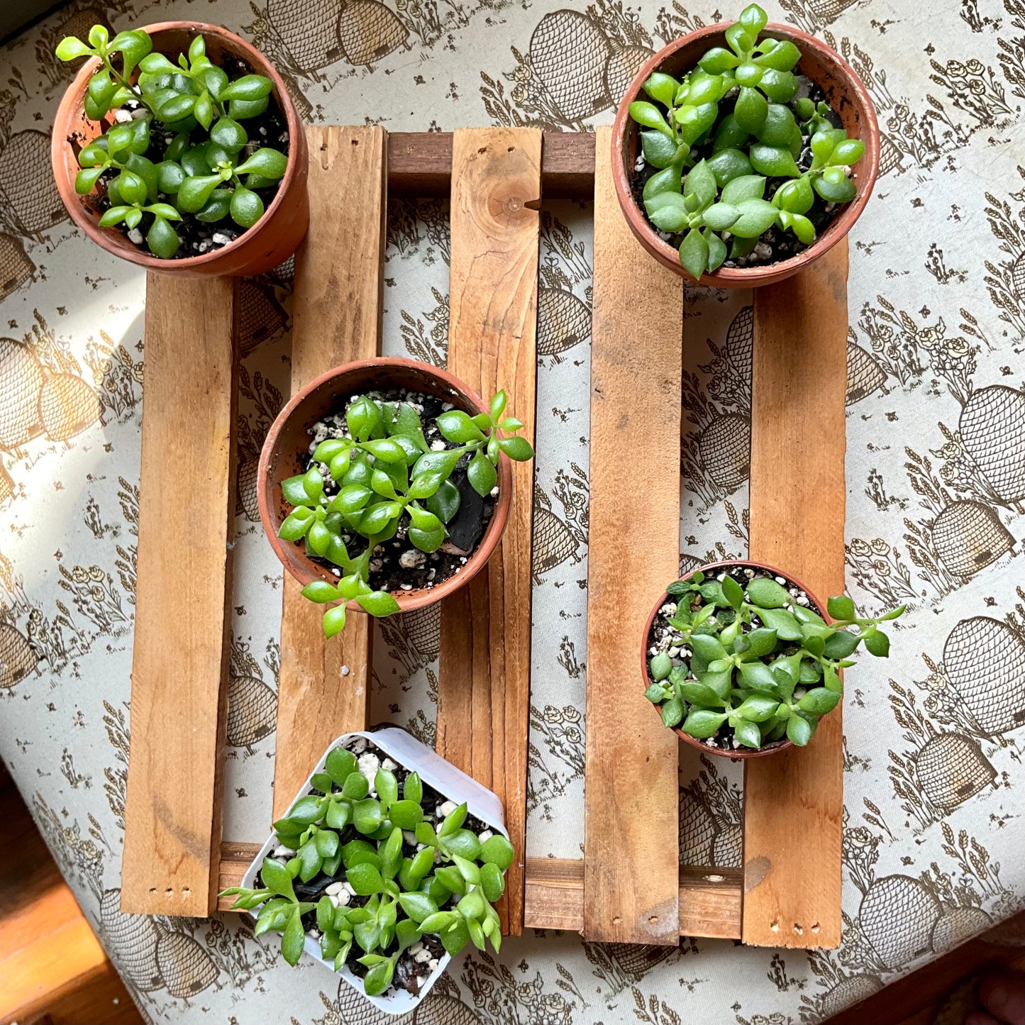Cliff Cotyledon