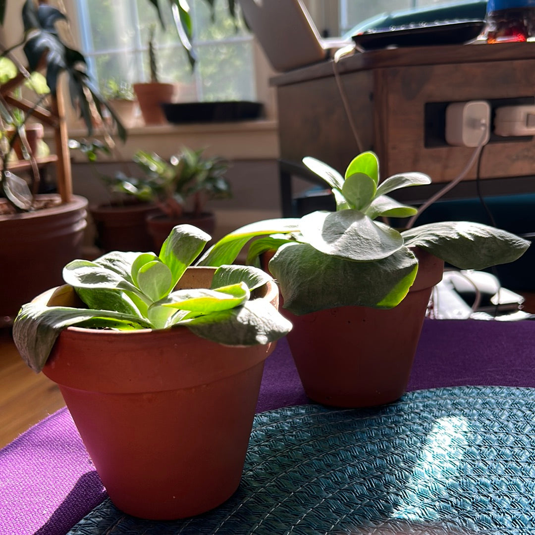 Paddle Plant