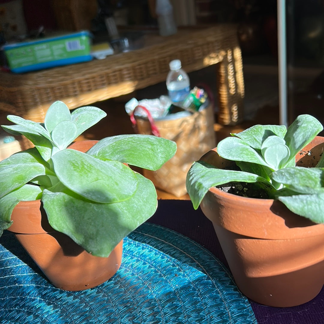 Paddle Plant