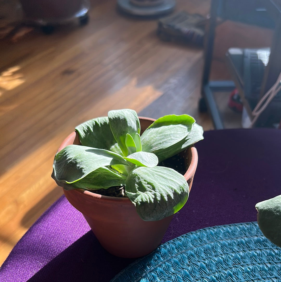 Paddle Plant