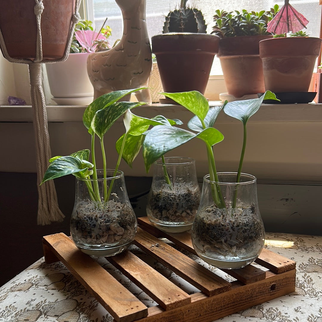 Golden Pothos (High Variegation)
