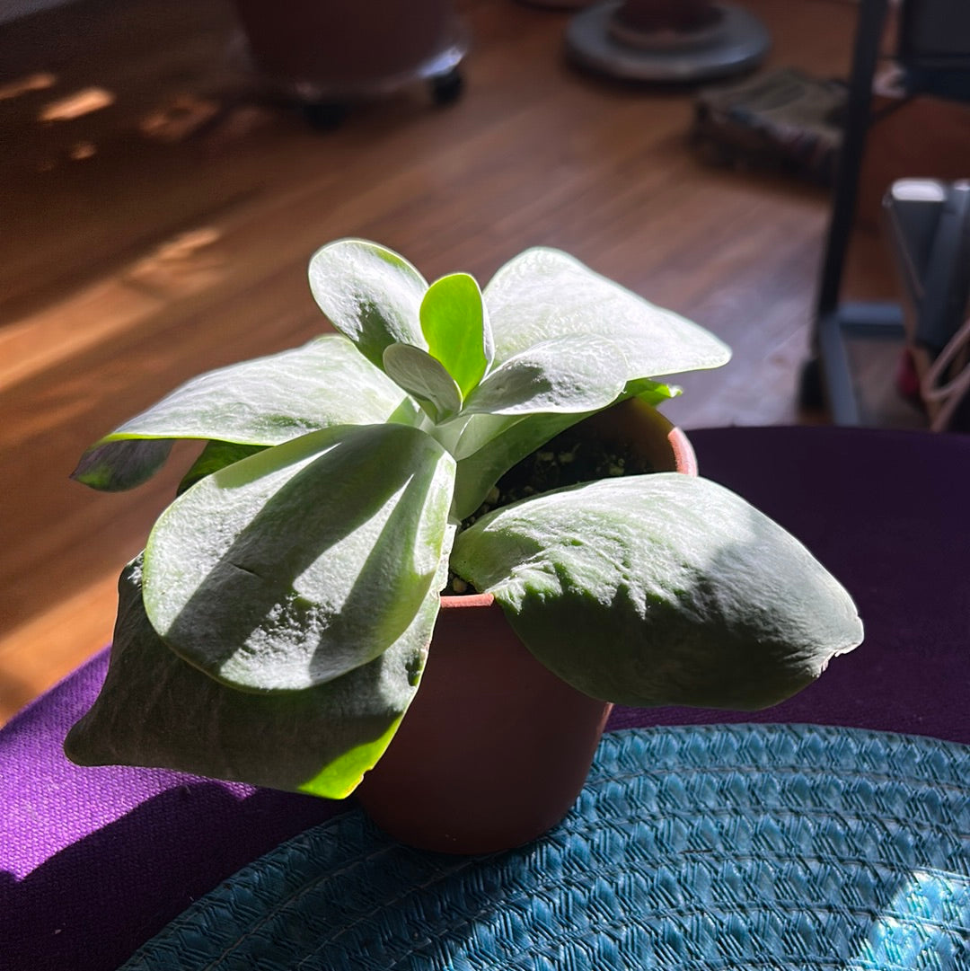Paddle Plant