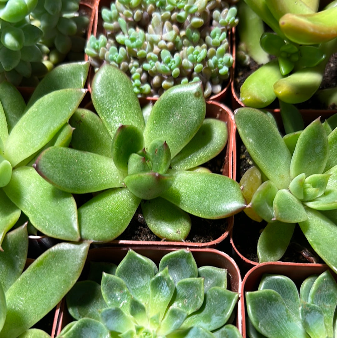 Molded Wax Plant