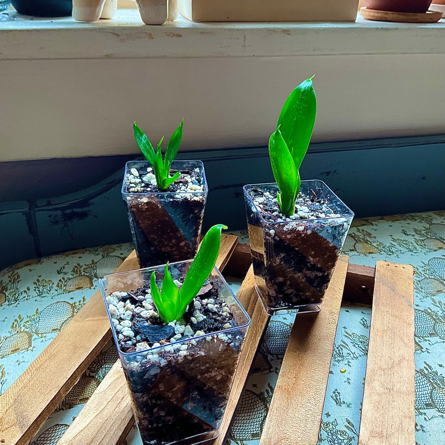 Bird’s Nest Snake Plant
