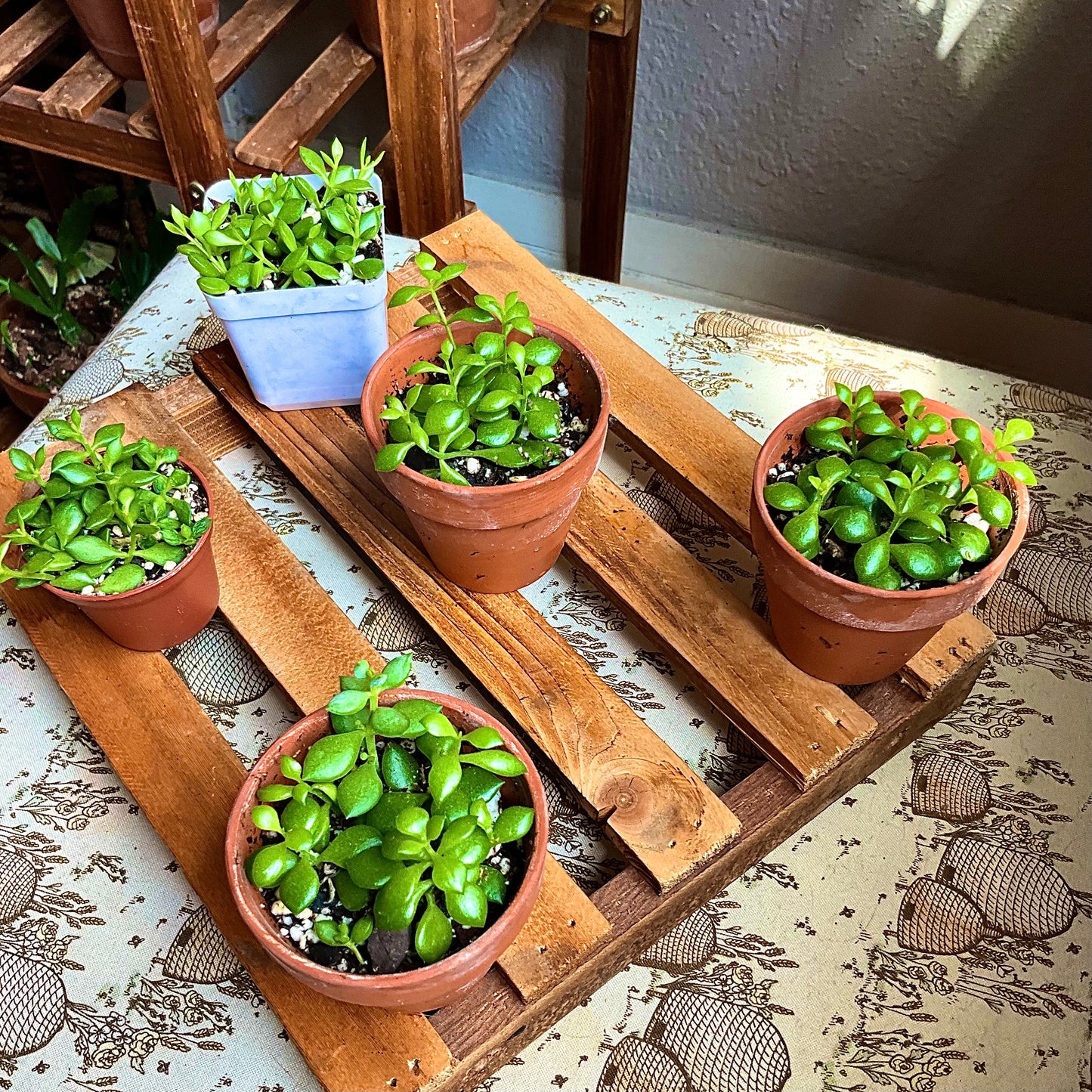 Cliff Cotyledon