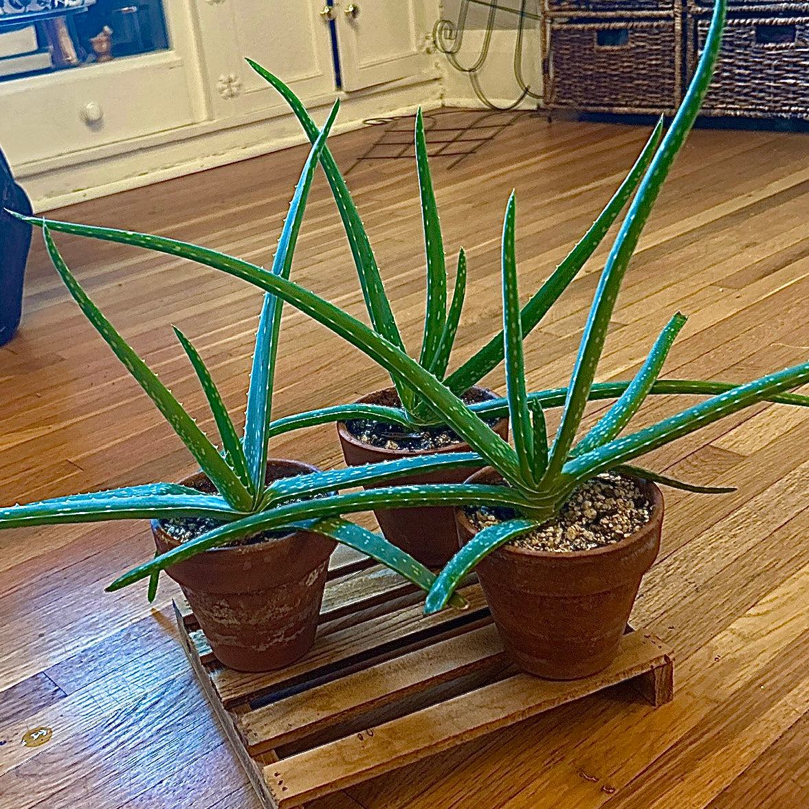 aloe vera plant open Aloe Vera – mj.cultivates