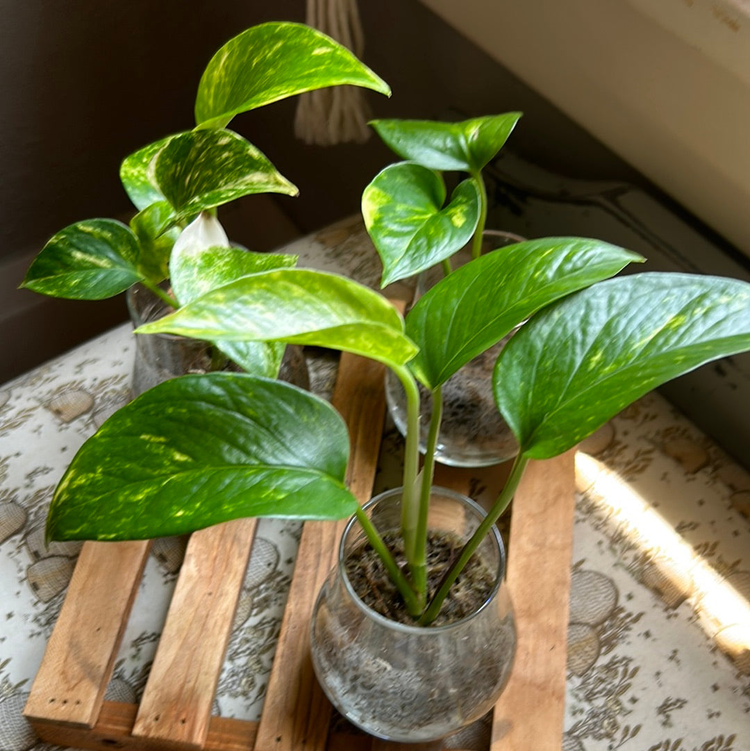 Golden Pothos (High Variegation)