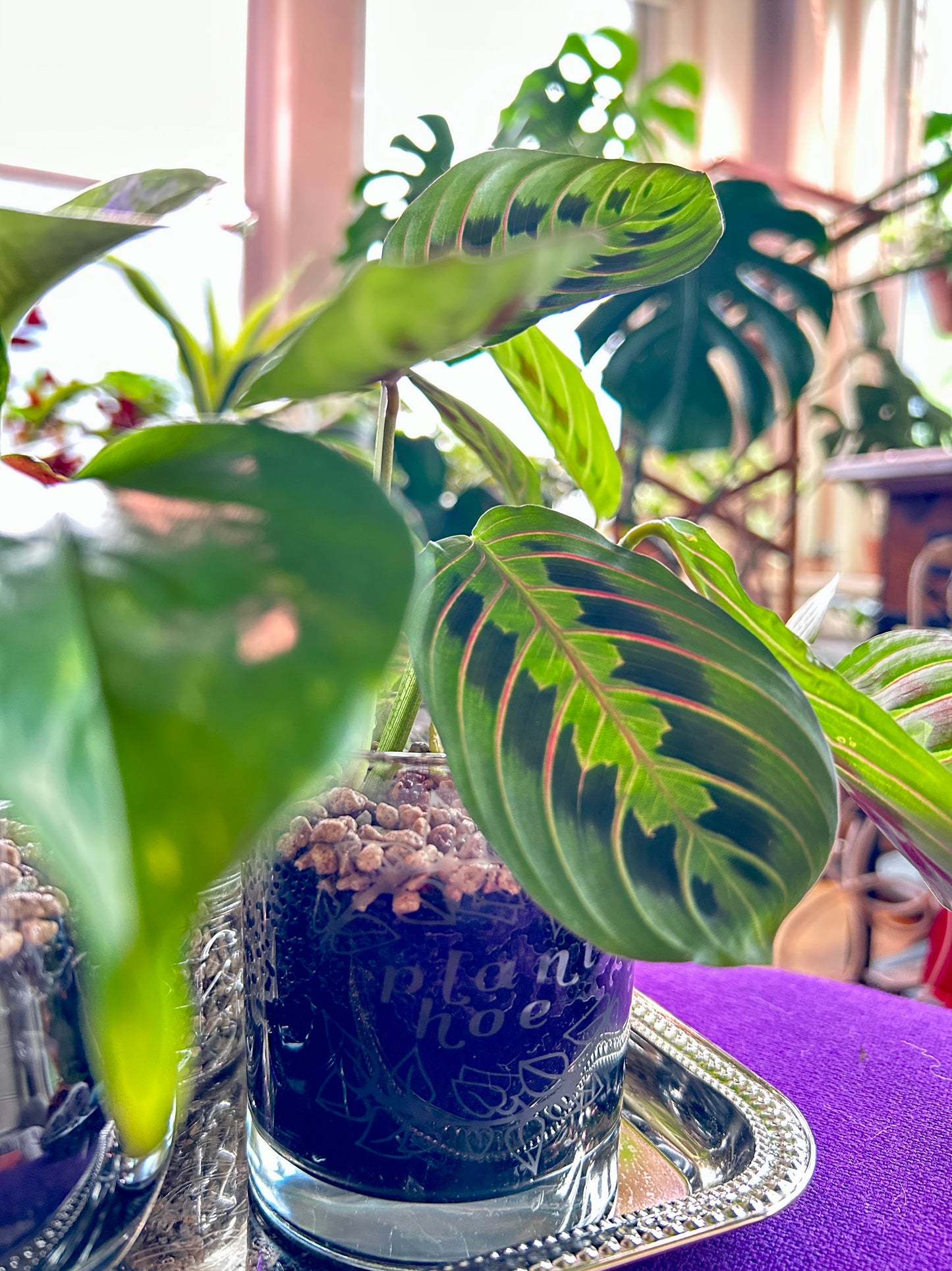 Maranta Leuconeura 'Erythroneura'