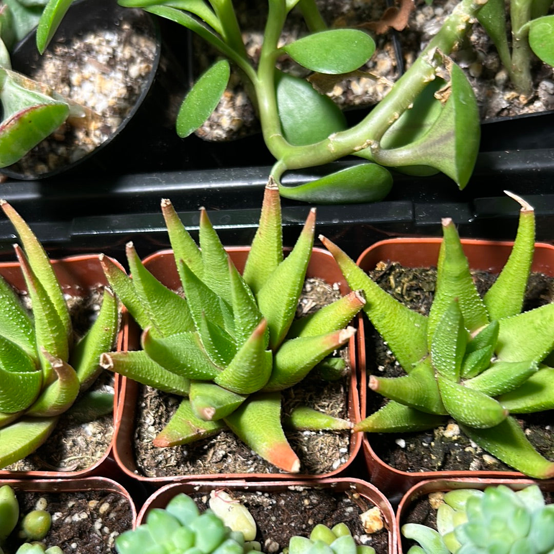 Haworthia Fascinata Variegata