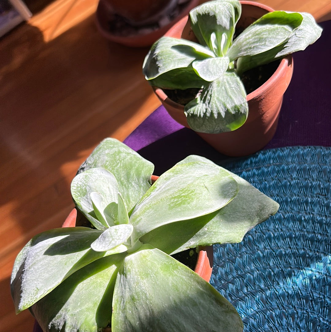Paddle Plant