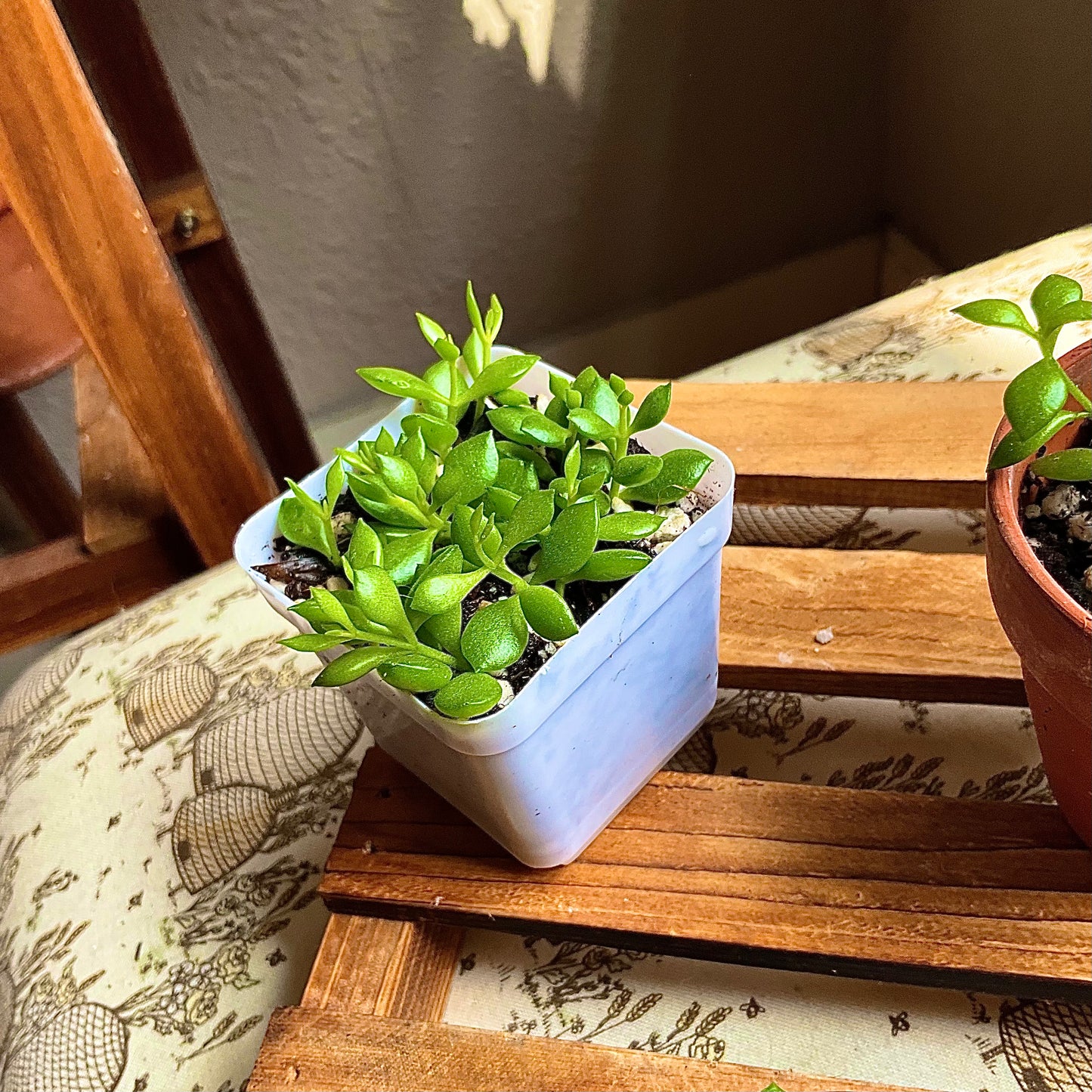 Cliff Cotyledon