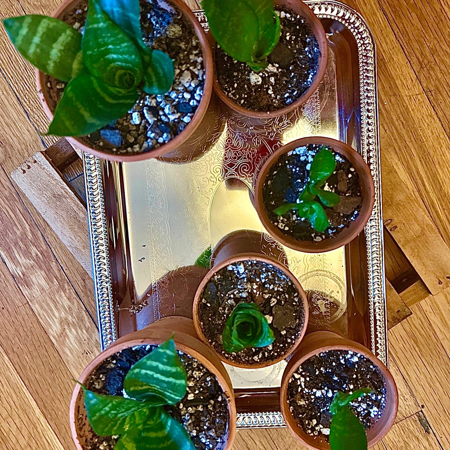 Bird’s Nest Snake Plant