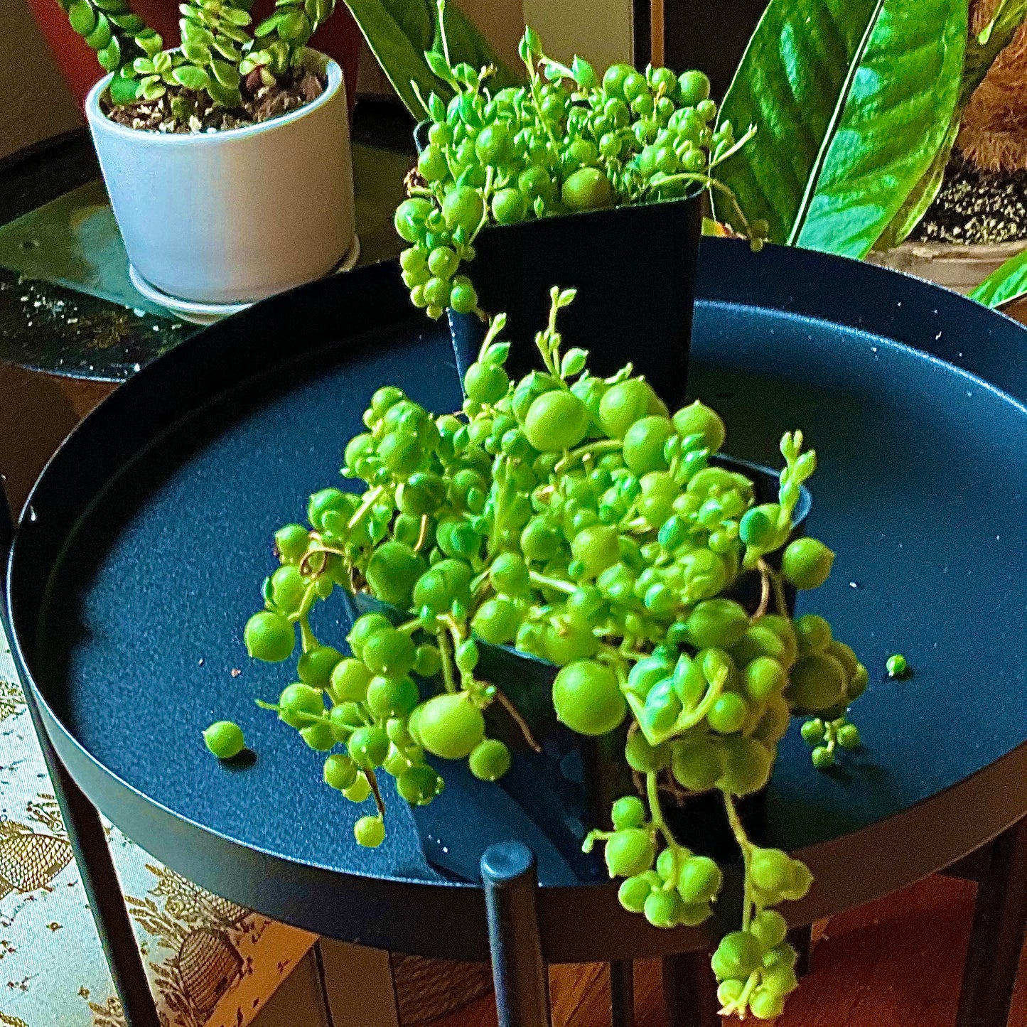 String of Pearls