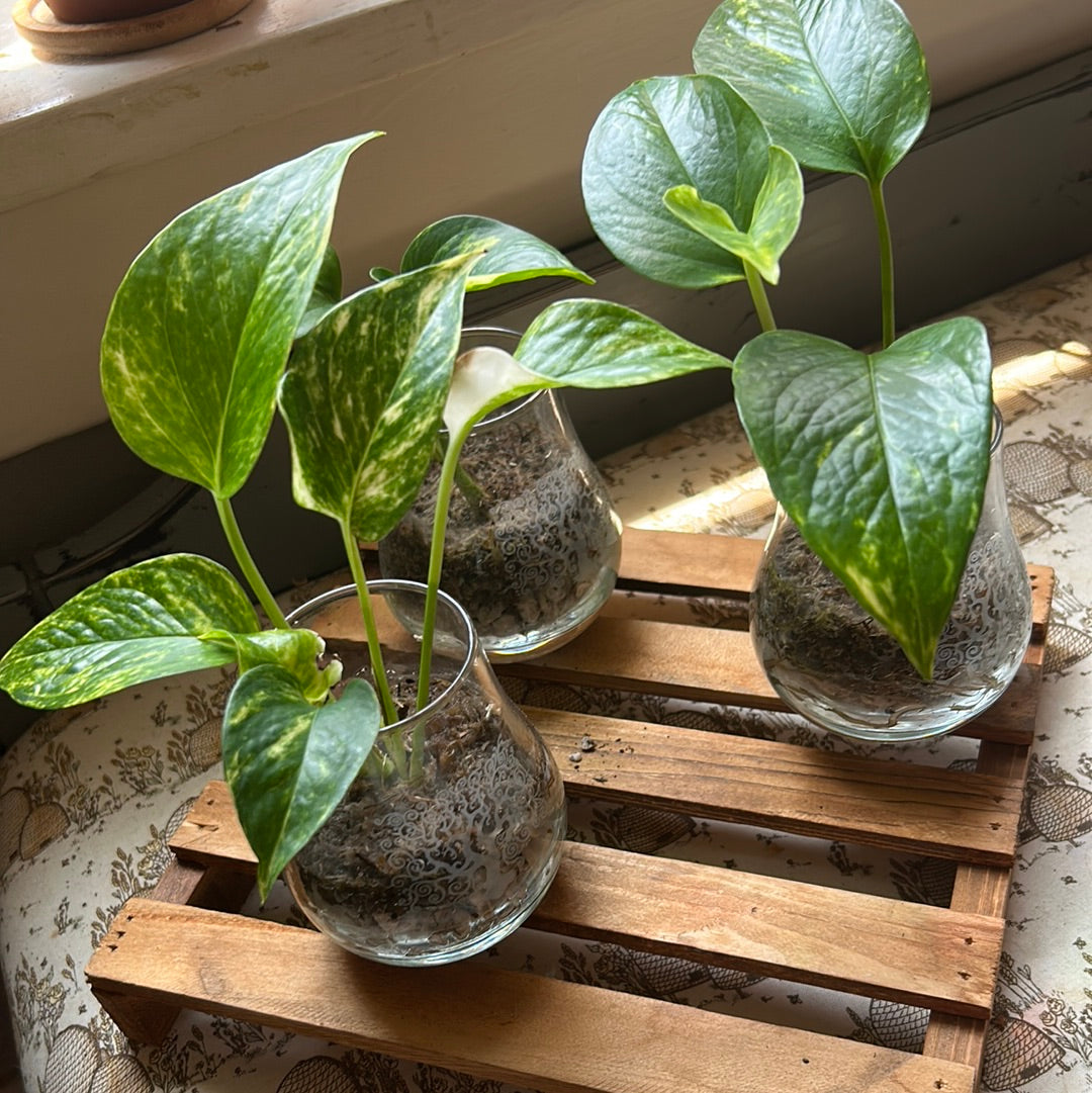 Golden Pothos (High Variegation)