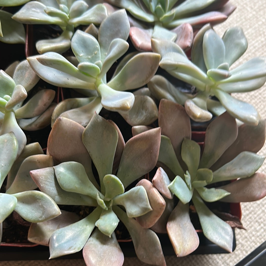 Graptoveria Debbie