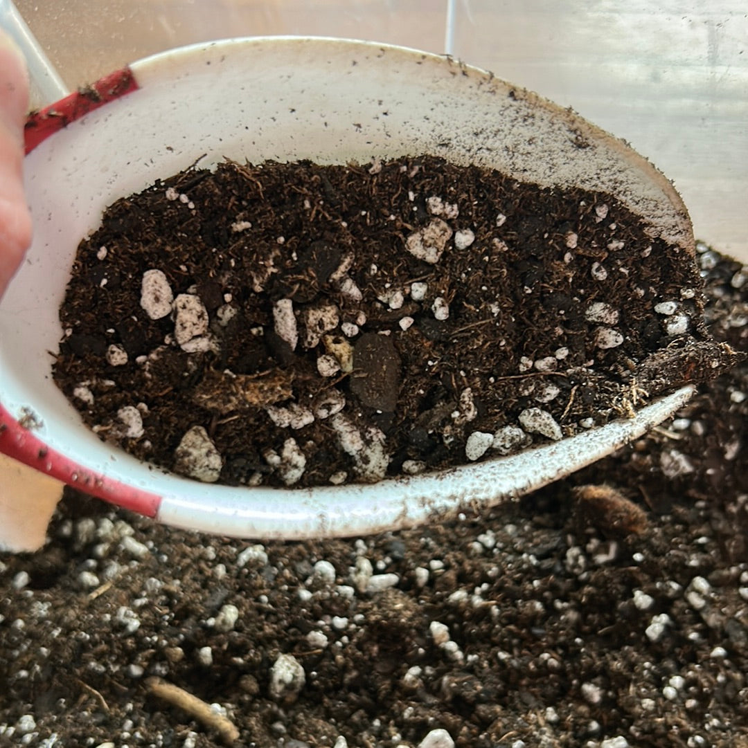 Tits & Grit | Cacti & Succulent Blend