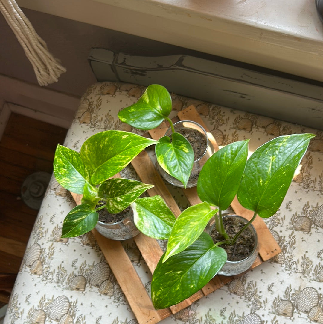 Golden Pothos (High Variegation)
