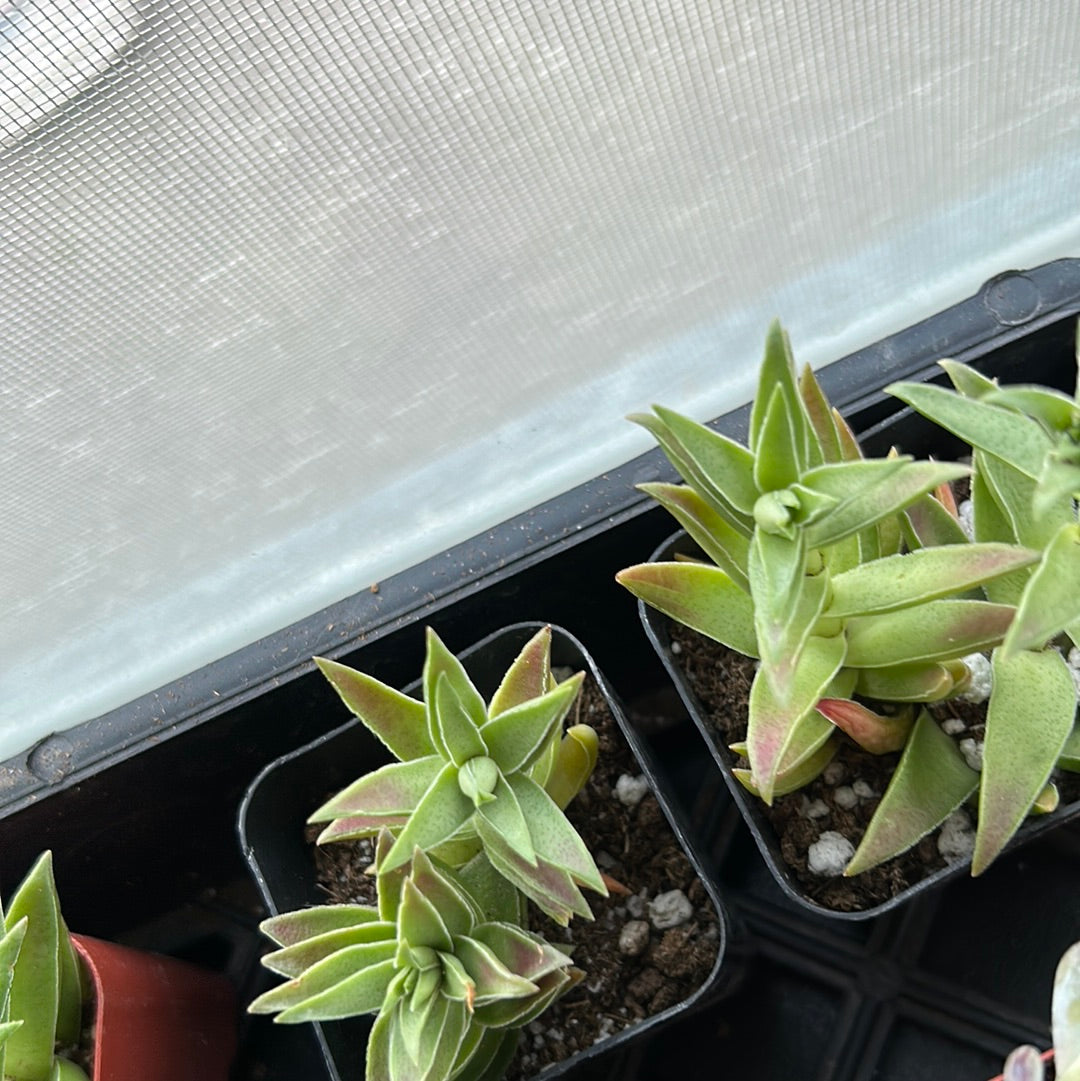 Crassula ‘Red Pagoda’