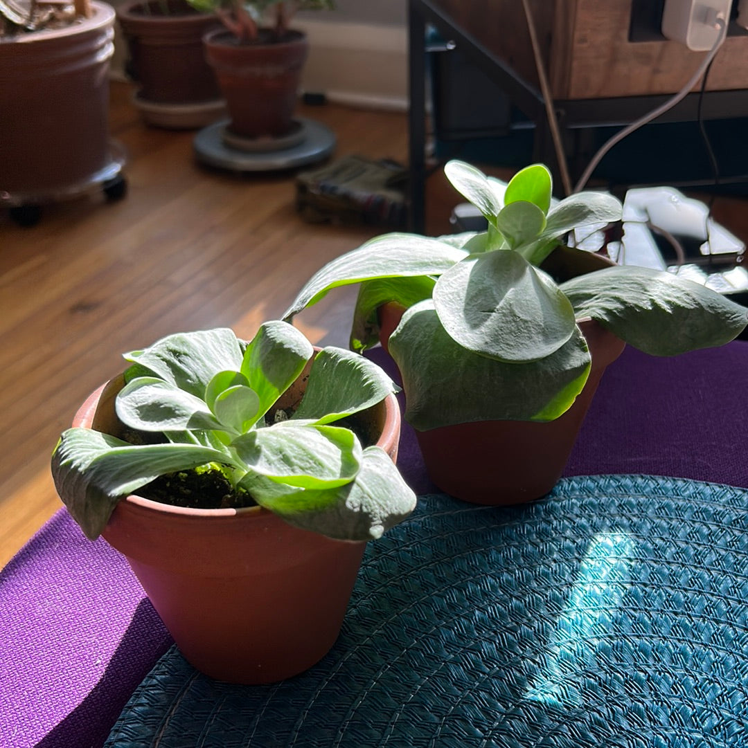 Paddle Plant