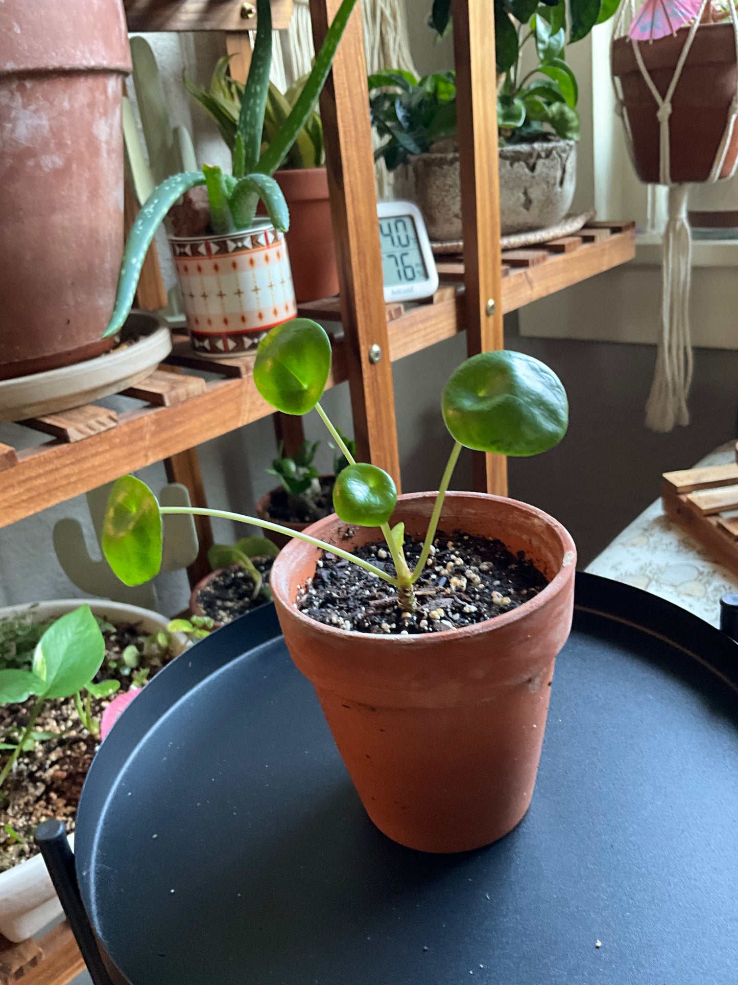 Chinese Money Plant