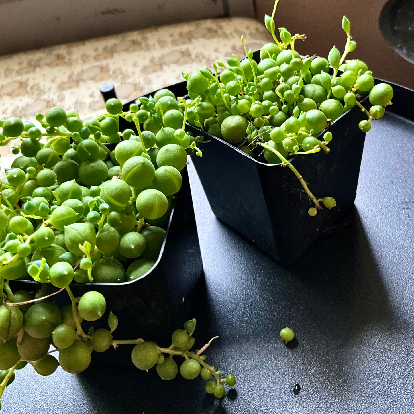 String of Pearls