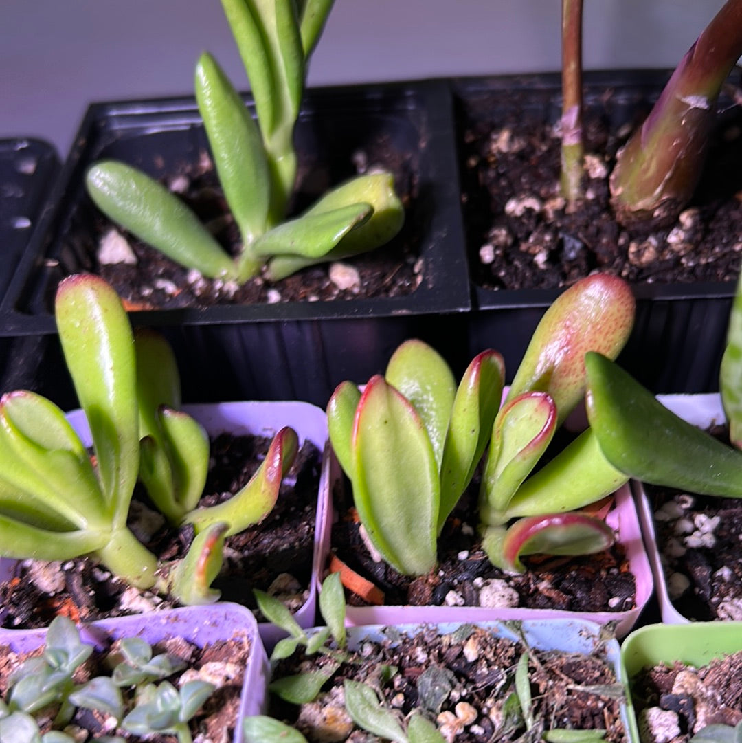 Crassula Ovata ‘Red Horn’
