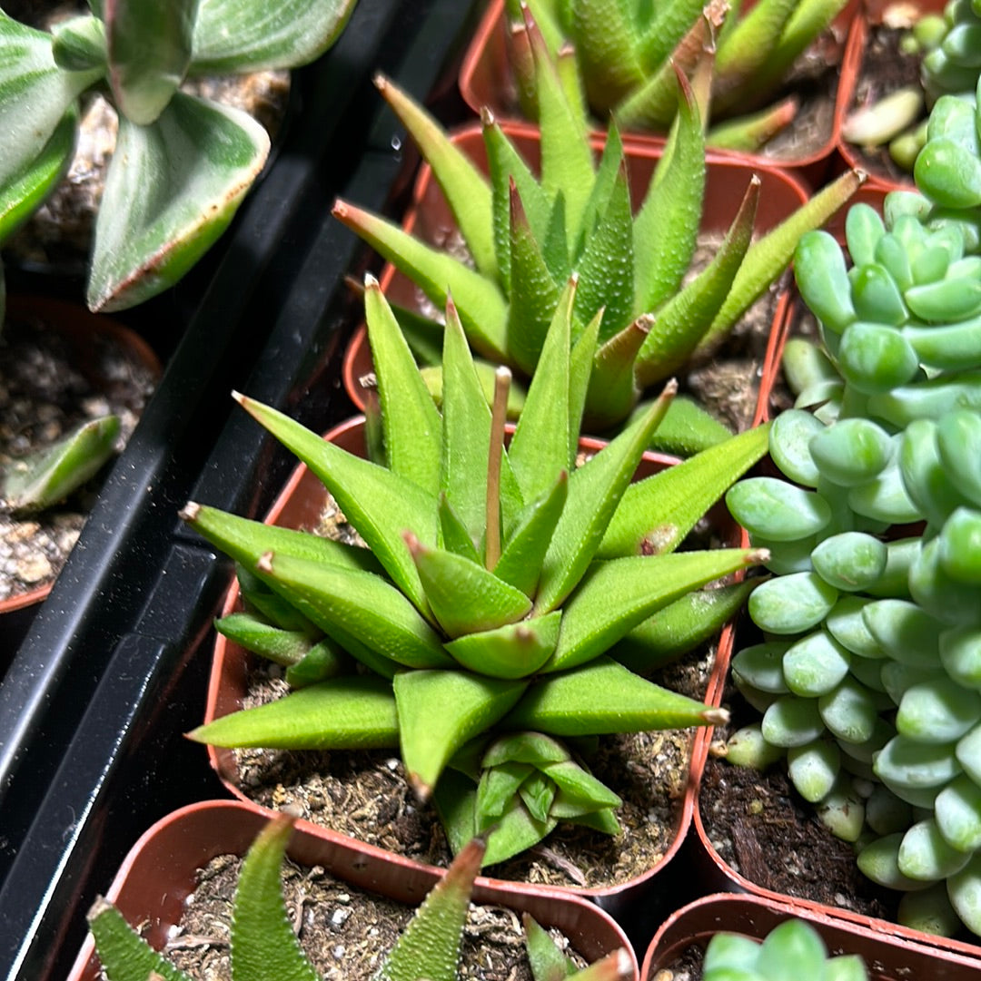 Haworthia Fascinata Variegata
