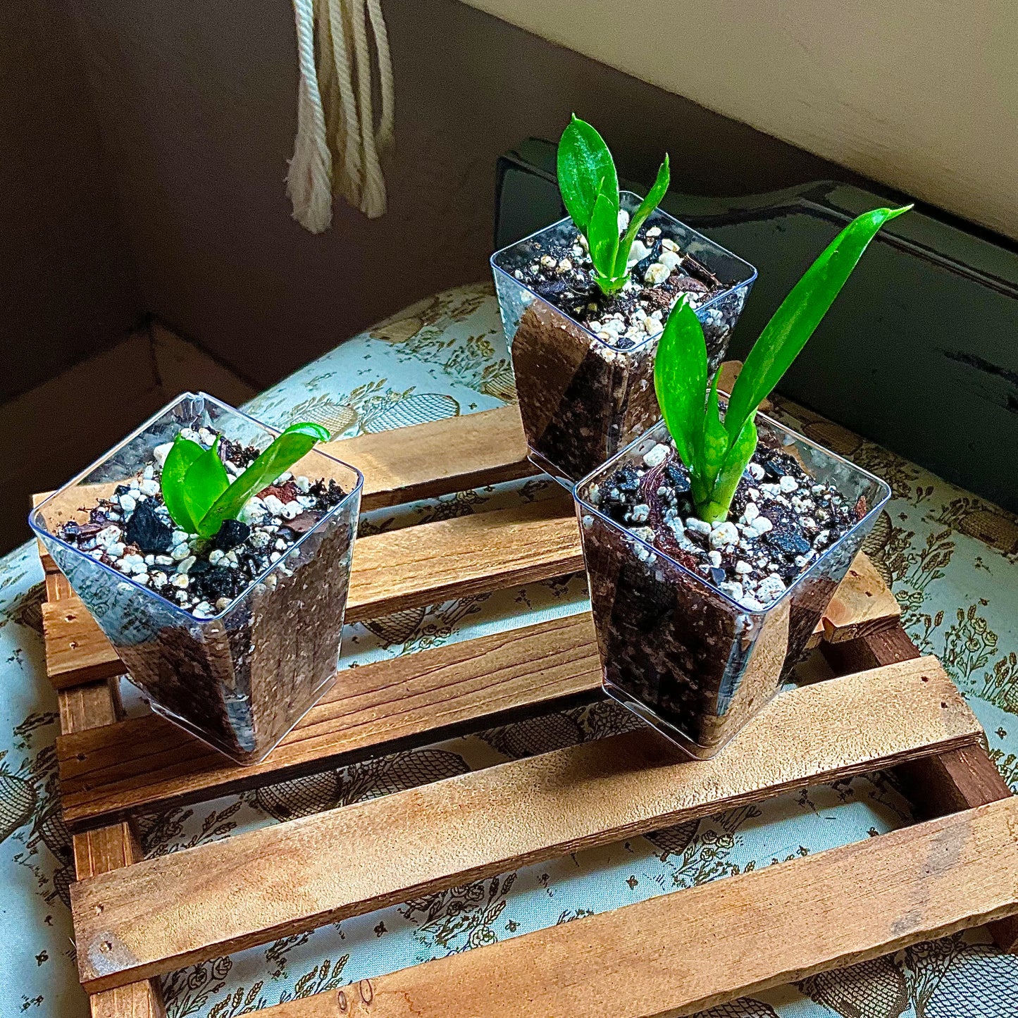 Bird’s Nest Snake Plant