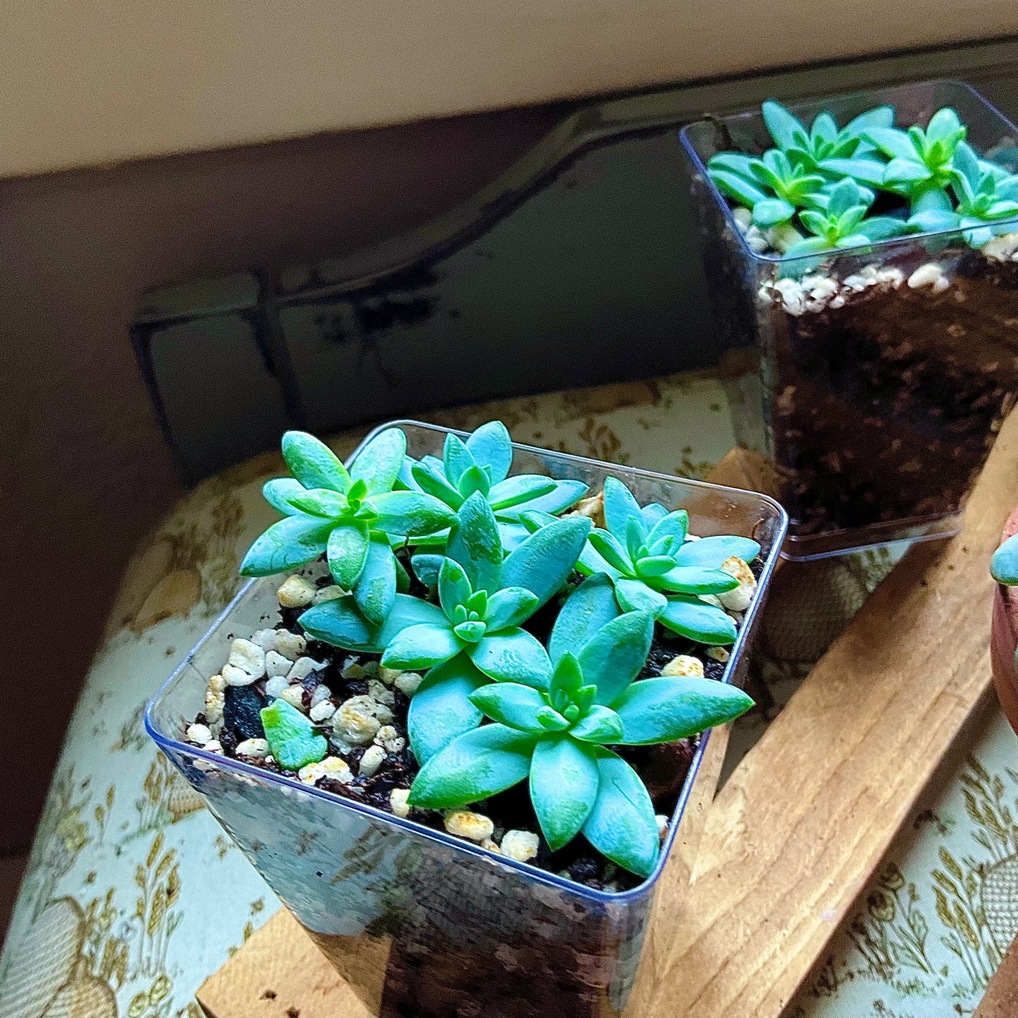 Super Donkey Tail