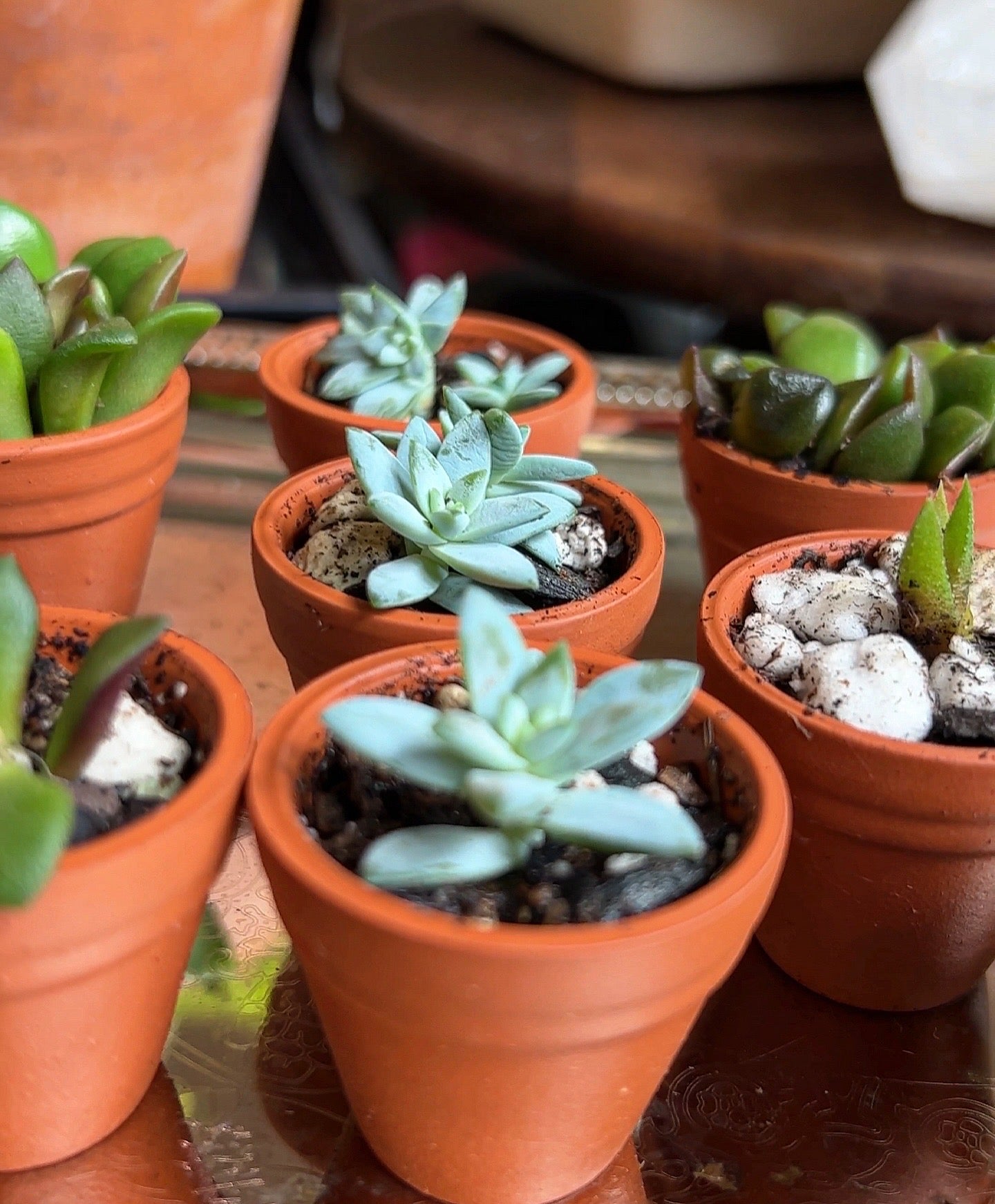 Pygmy Potted House Plant