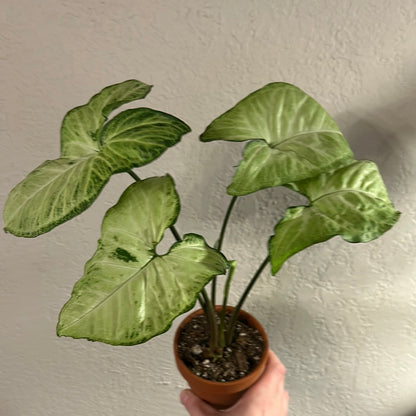 Syngonium White Butterfly