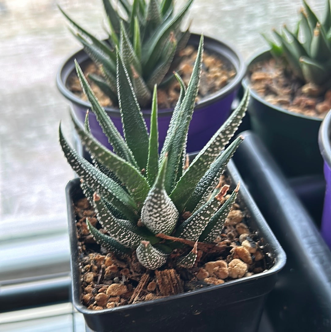 Haworthia Fascinata