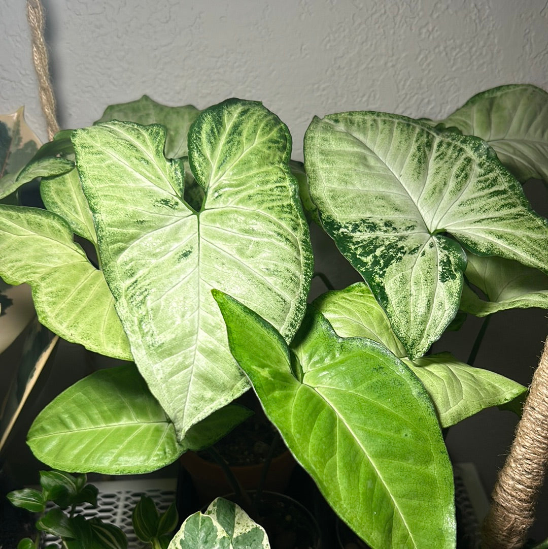 Syngonium White Butterfly