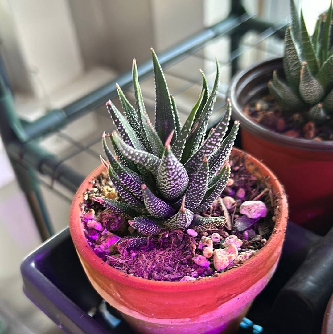 zebra aloe vera plant Haworthia Fascinata – mj.cultivates