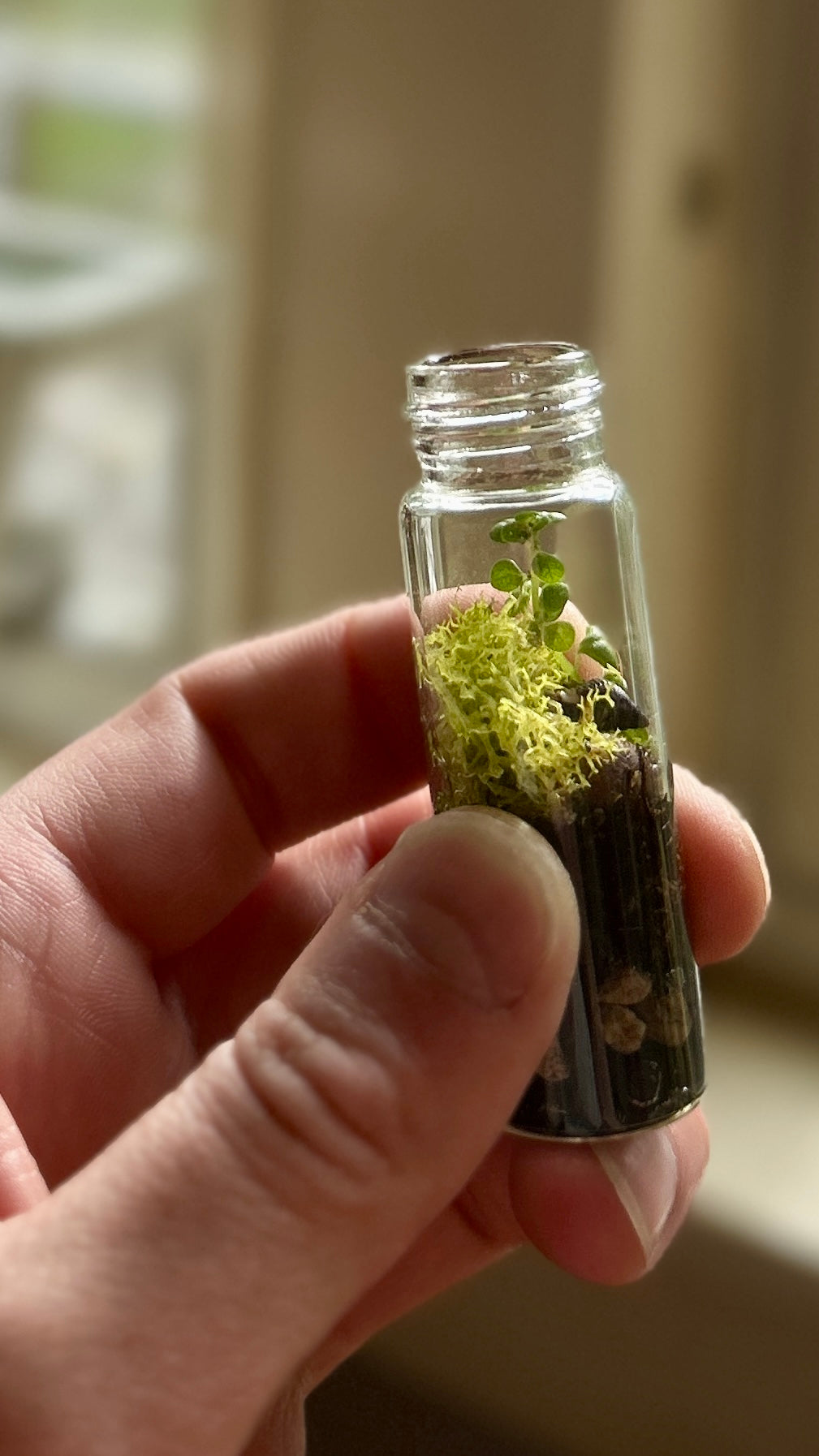 Microterrarium, pocket sized, glass vessel, metal twist closure