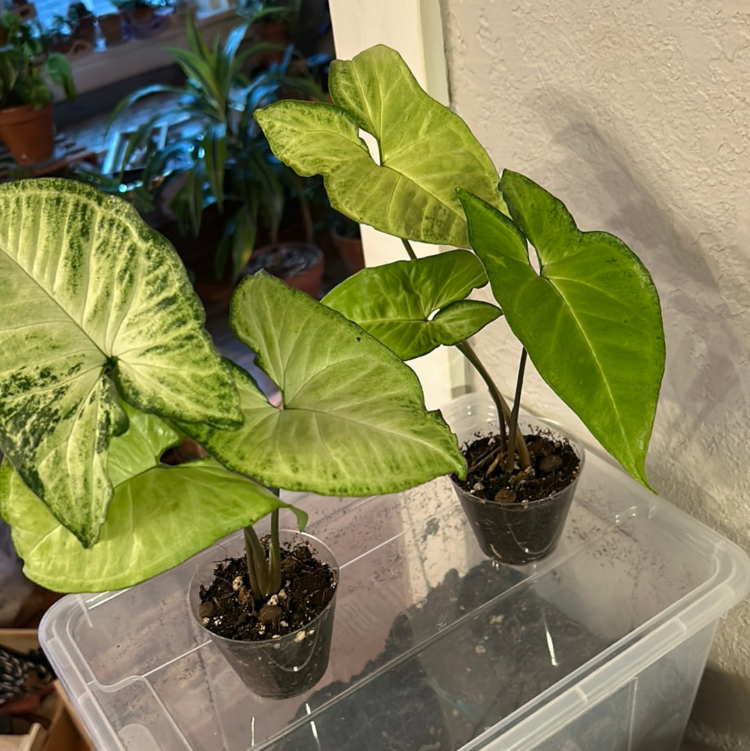 white butterfly house plant Syngonium White Butterfly – mj.cultivates