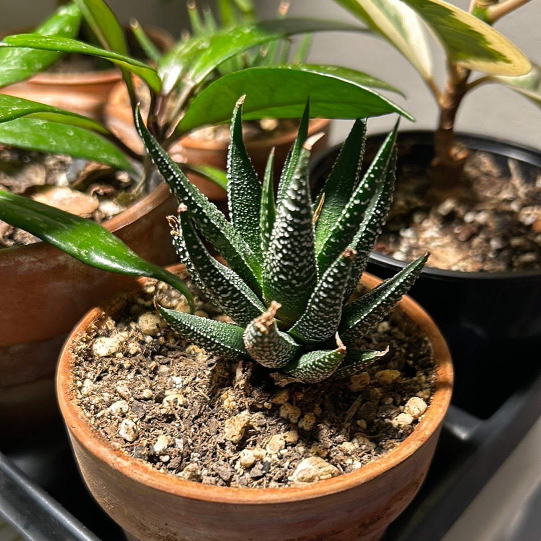 white dotted succulent Haworthia Fascinata