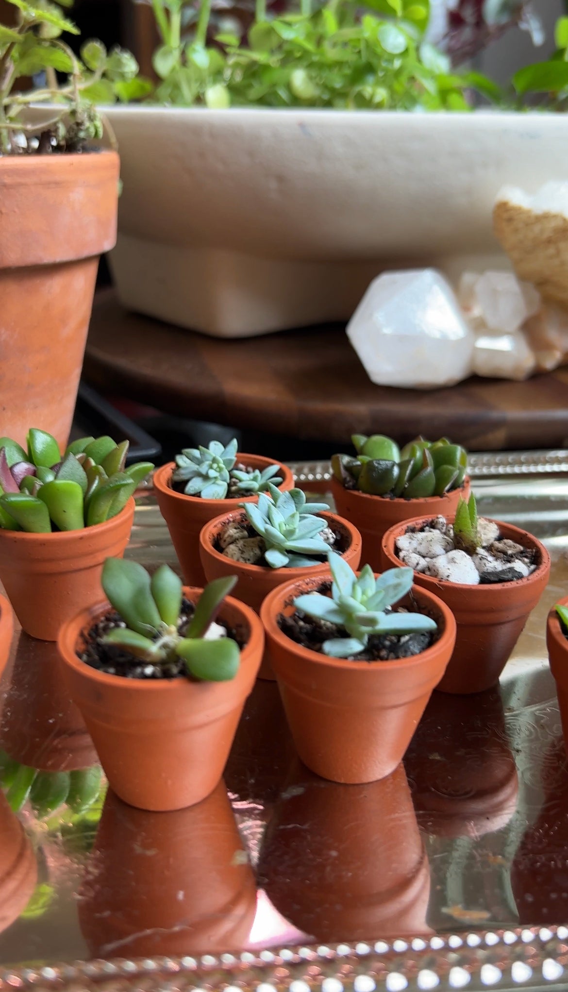 Pygmy Potted House Plant