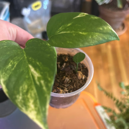 golden pothos yellow leaf Golden Pothos (High Variegation) – mj.cultivates