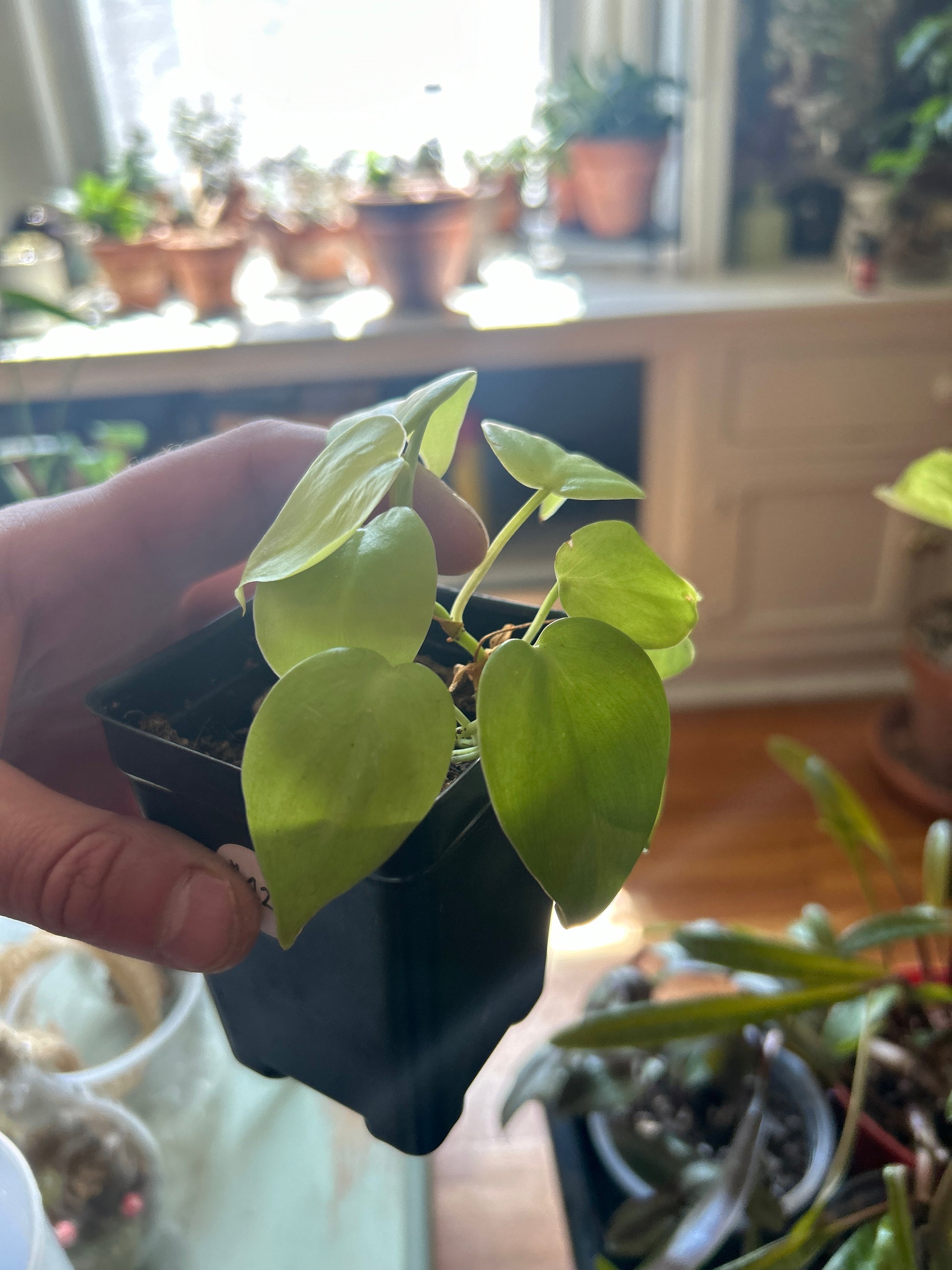 neon philodendron propagation Philodendron Neon