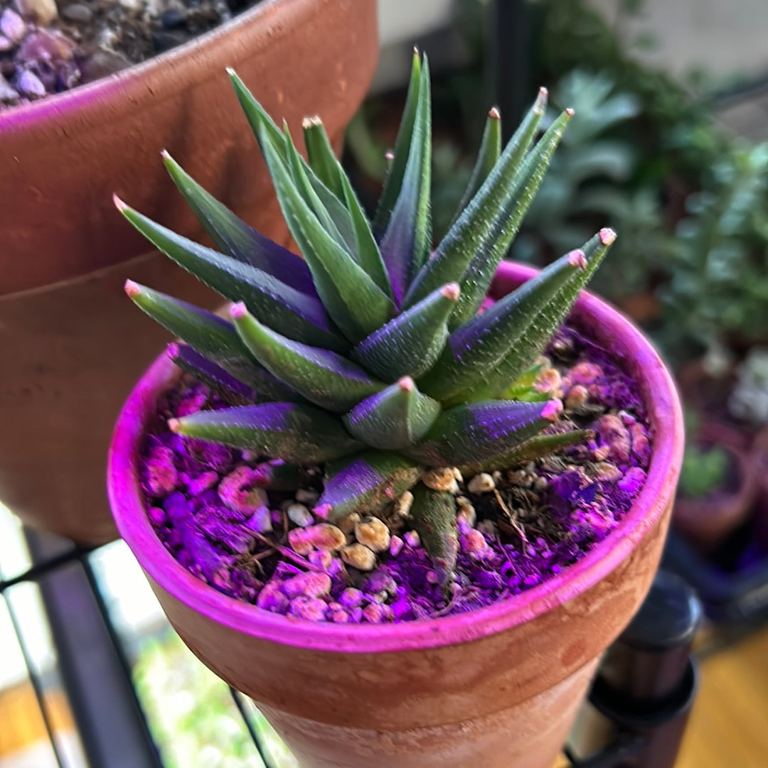 Haworthia Fascinata Variegata