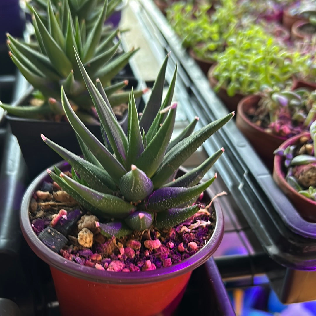 Haworthia Fascinata Variegata