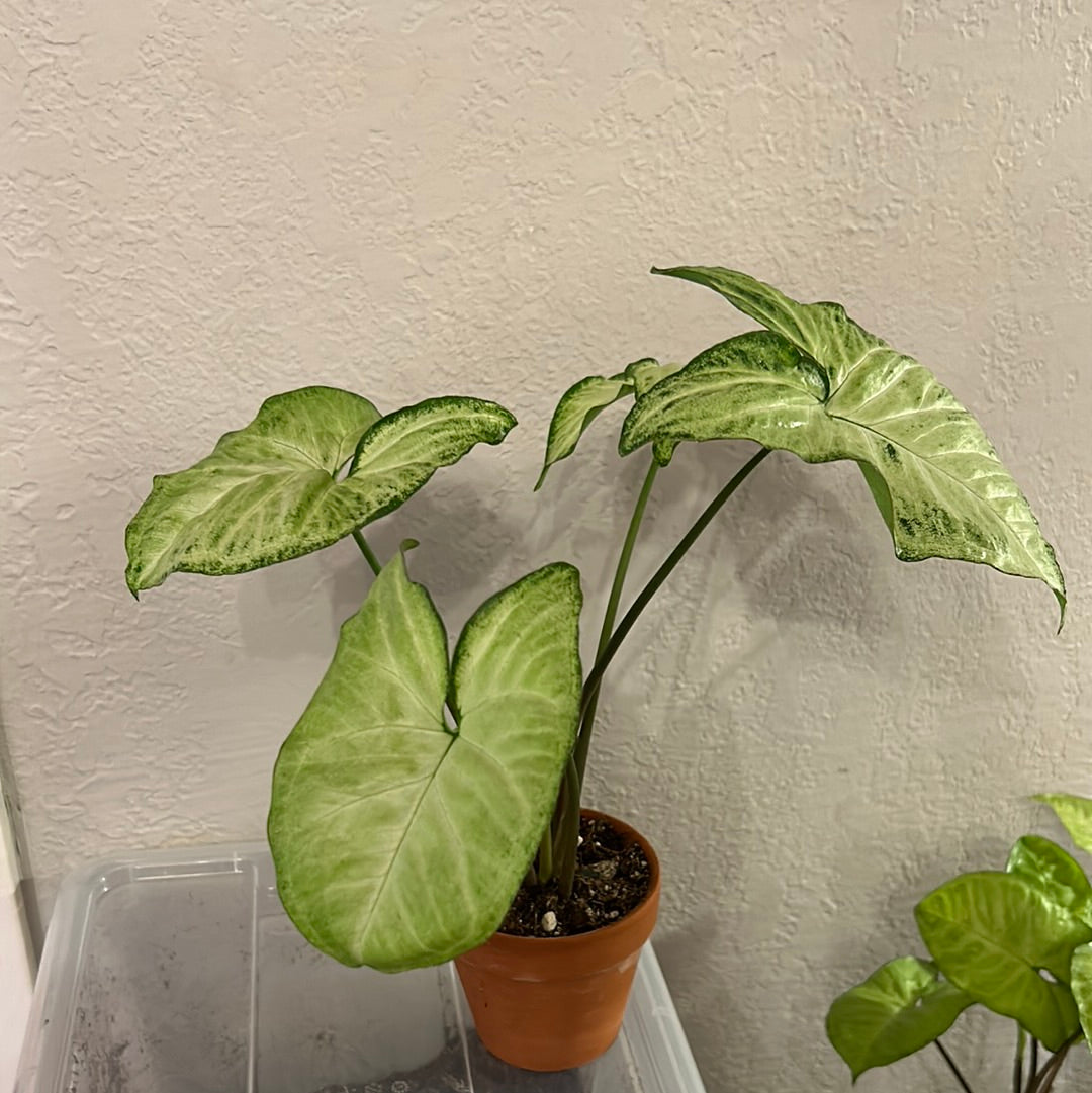 Syngonium White Butterfly