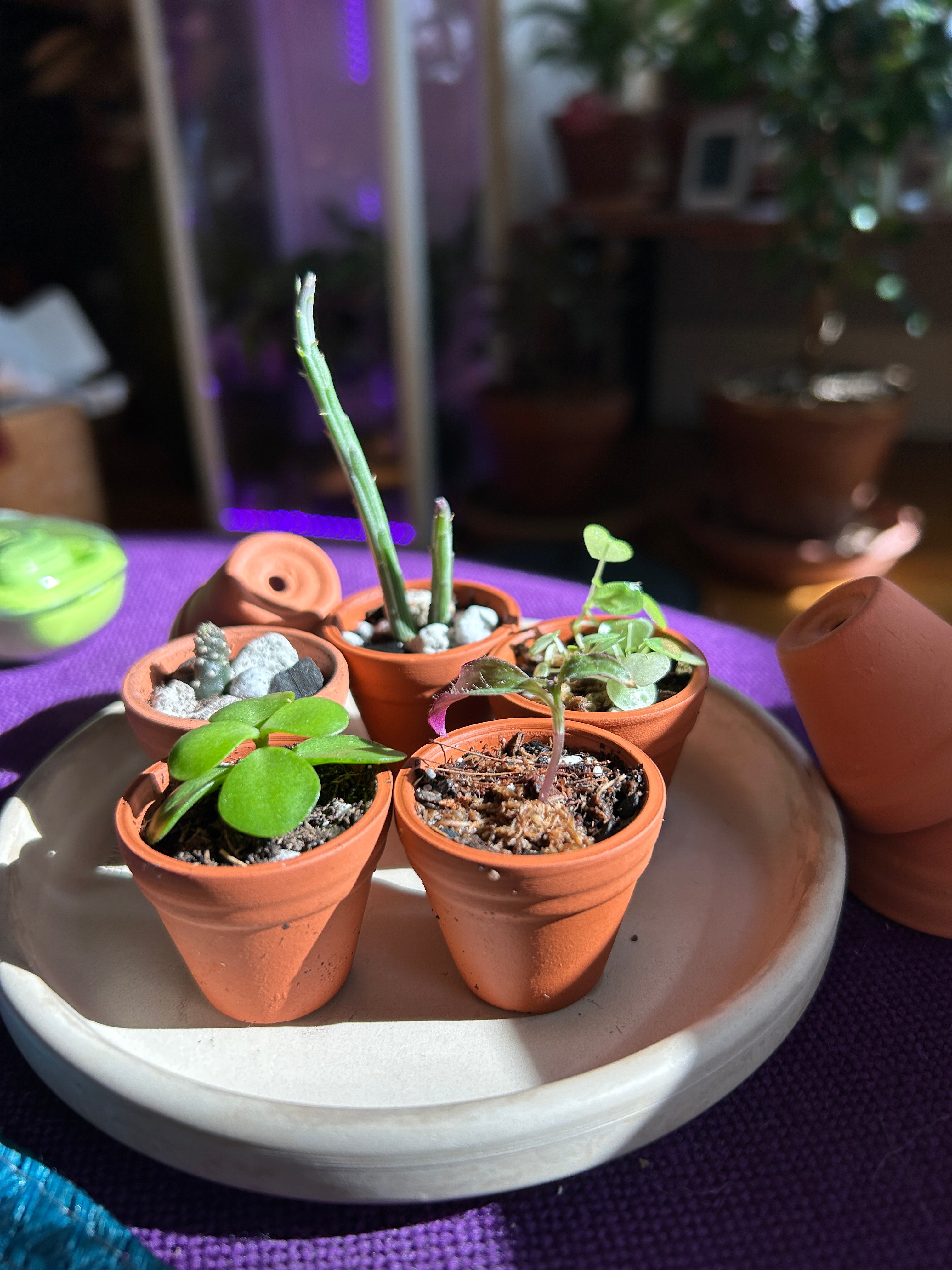 Pygmy Potted House Plants, thimble sized, miniature live plants, mini terracotta pots
