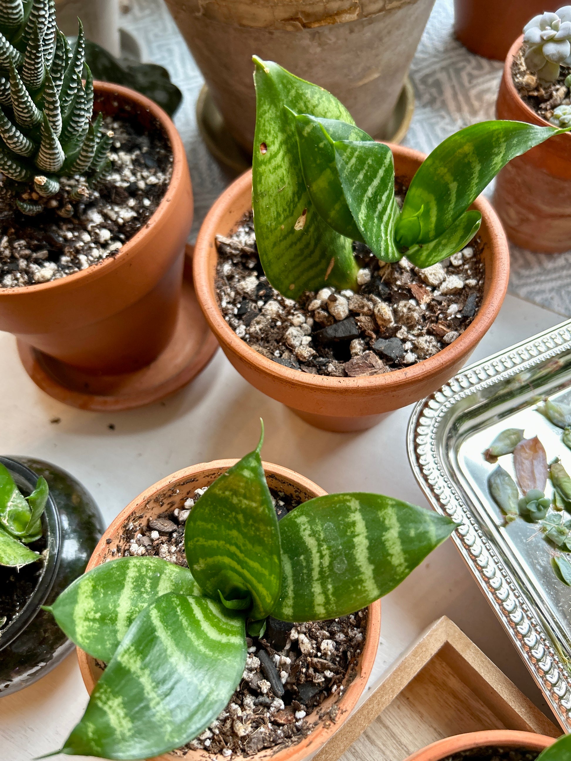 sansevieria bird's nest snake plant Bird’s Nest Snake Plant