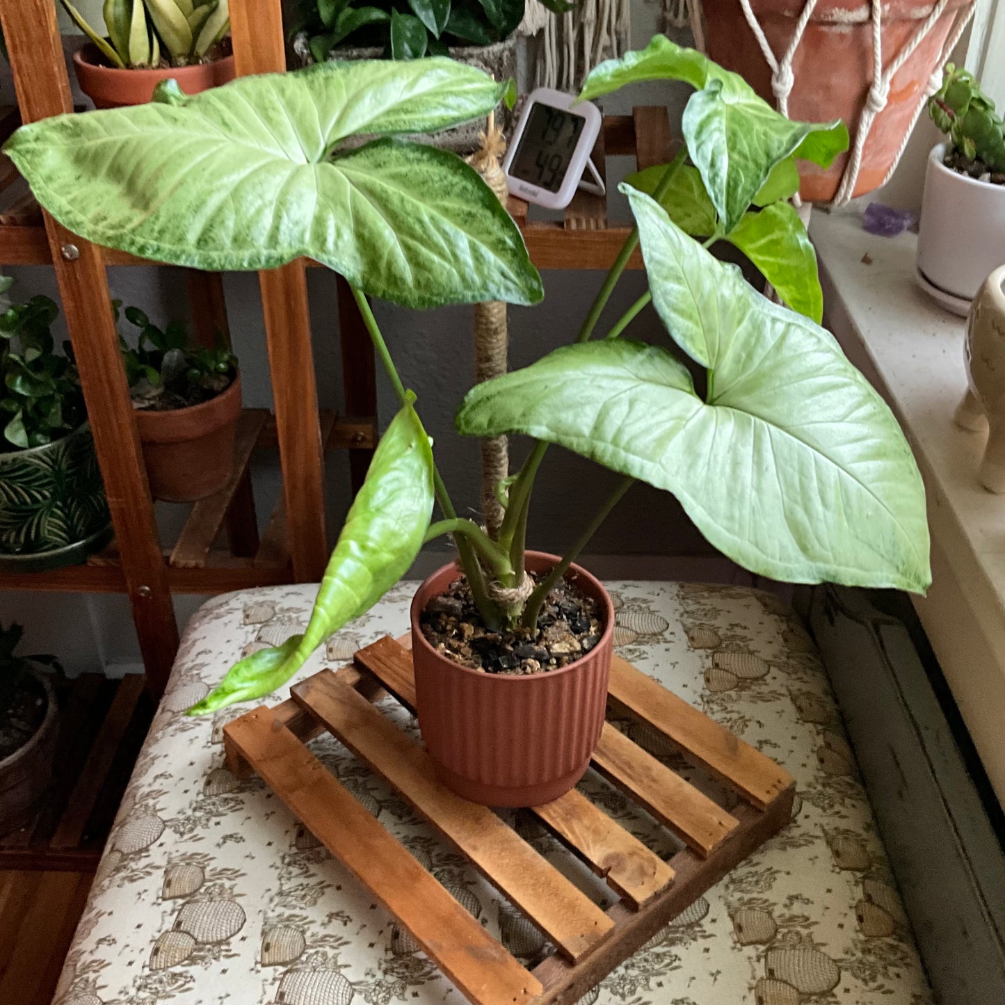 Syngonium White Butterfly