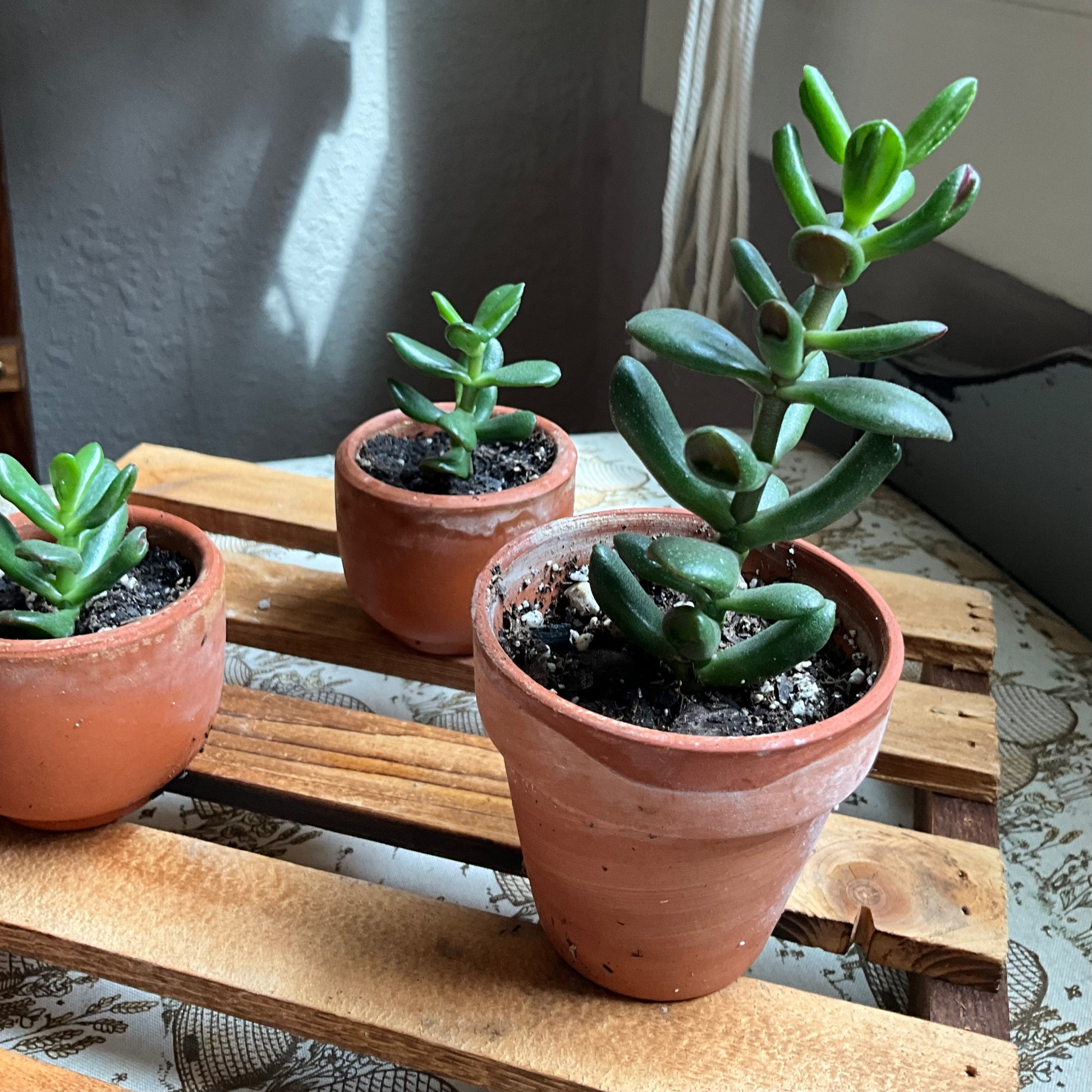 ogre ears succulent propagation Ogre Ears – mj.cultivates