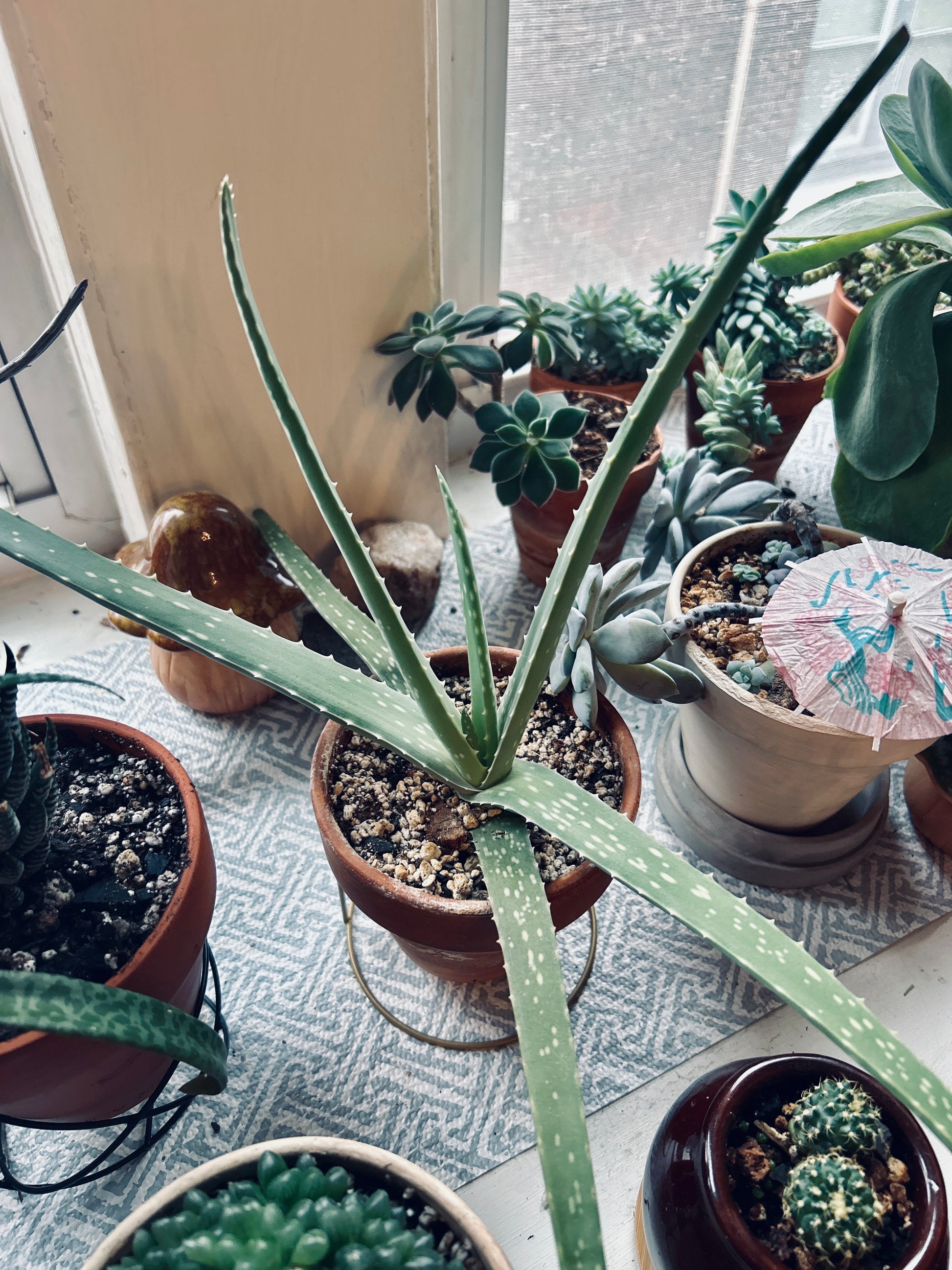 aloe vera plant open Aloe Vera – mj.cultivates