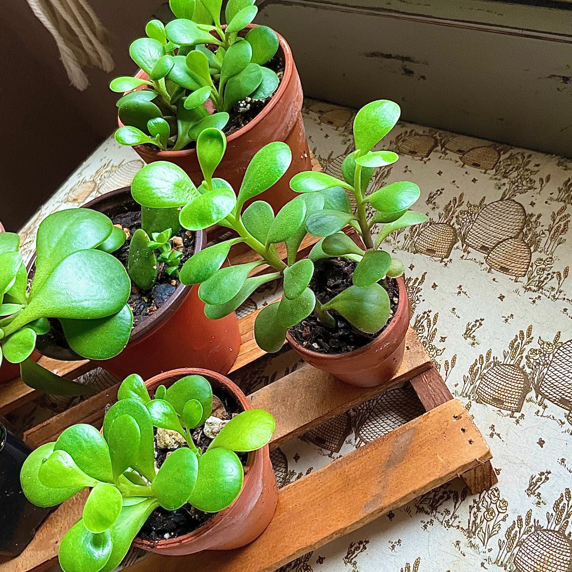 weeping jade succulent Weeping Jade – mj.cultivates