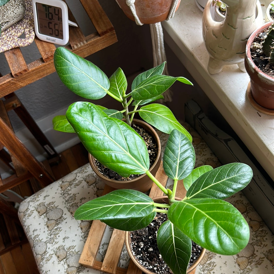 banyan house plant Banyan – mj.cultivates